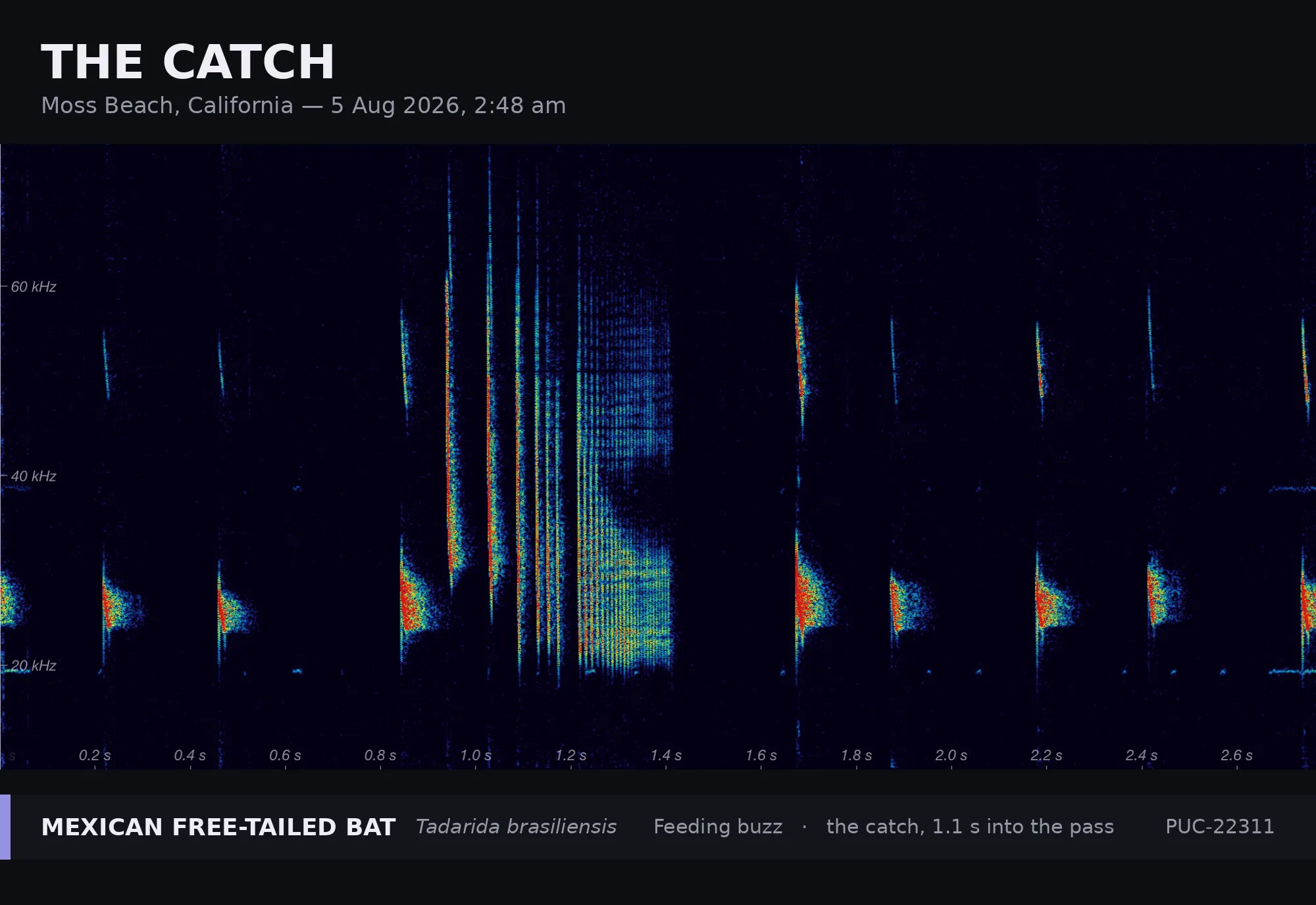 Spectrogram titled “The catch” — Moss Beach, California, 5 Aug 2026, 2:48 am. A Mexican free-tailed bat (Tadarida brasiliensis) taking an insect, its regular calls giving way to a solid block of rapid-fire pulses at the moment of capture, 1.1 seconds into the pass. Recorded by station PUC-22311.