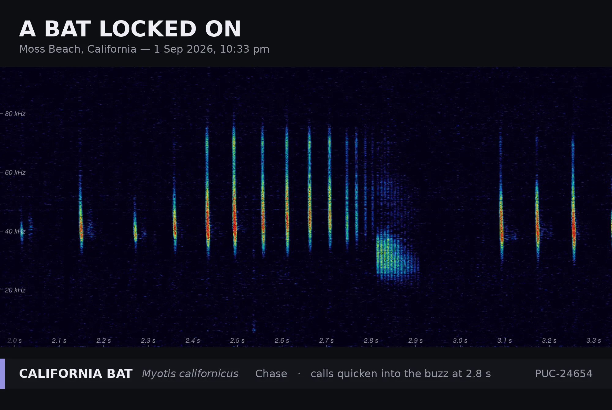 Spectrogram titled “A bat locked on” — Moss Beach, California, 1 Sep 2026, 10:33 pm. A California bat (Myotis californicus) in pursuit, its calls tightening in spacing across roughly 40 to 80 kHz until they collapse into a dense buzz at 2.8 seconds. Recorded by station PUC-24654.
