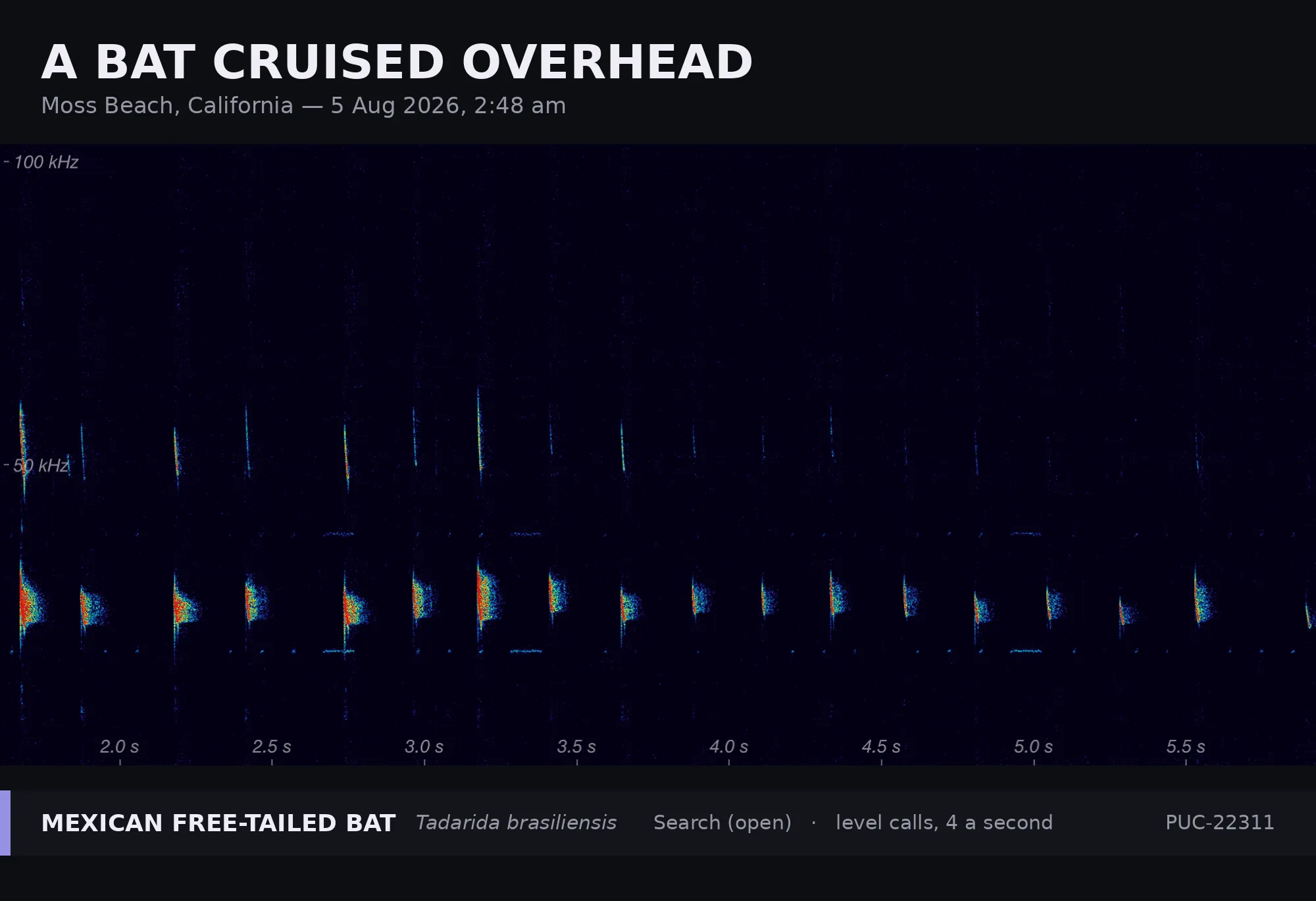 Spectrogram titled “A bat cruised overhead” — Moss Beach, California, 5 Aug 2026, 2:48 am. A Mexican free-tailed bat (Tadarida brasiliensis) in open search, giving evenly spaced calls about four a second, each a bright low-frequency blob with a faint harmonic streak near 50 kHz. Recorded by station PUC-22311.