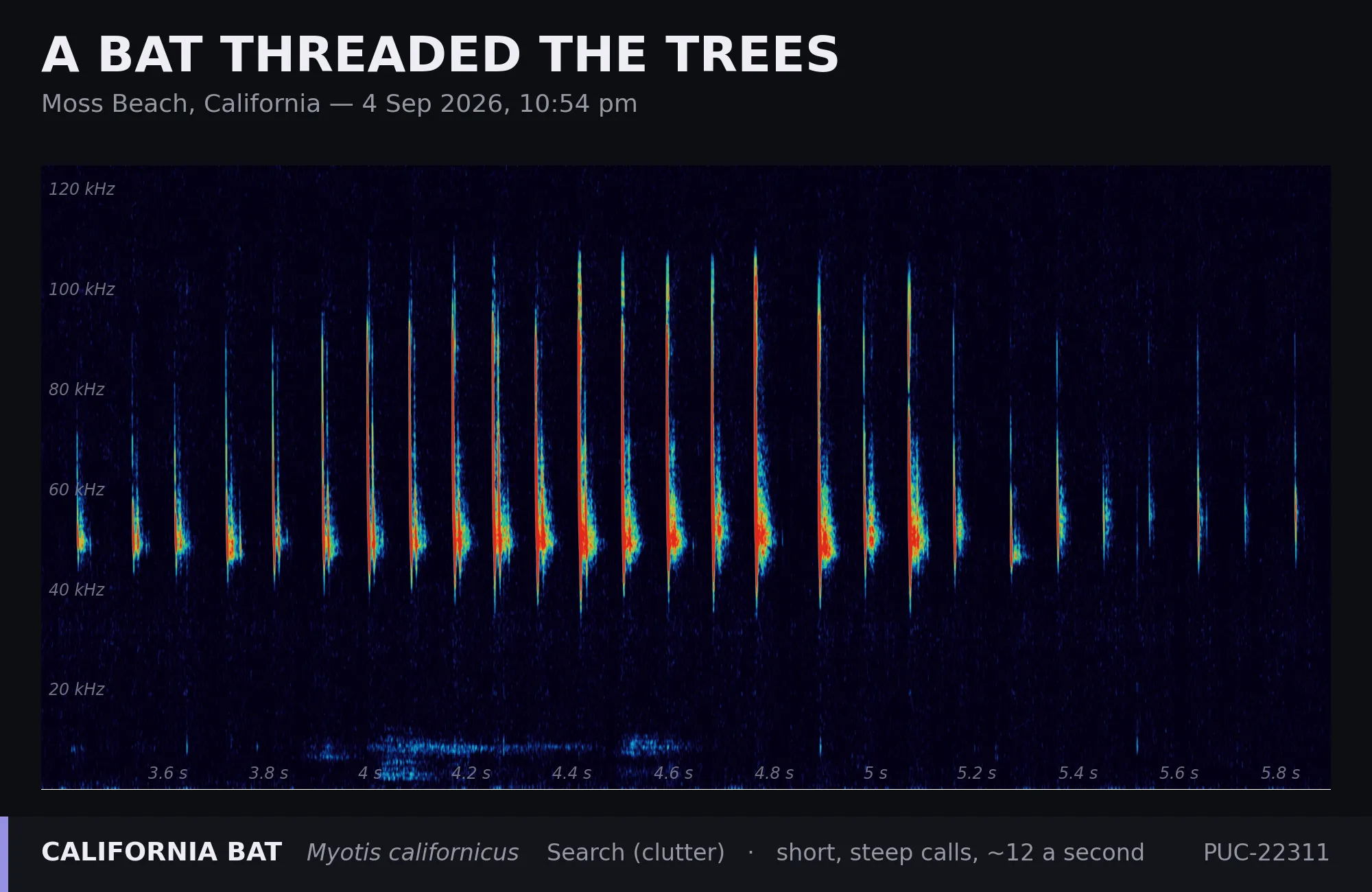Spectrogram titled “A bat threaded the trees” — Moss Beach, California, 4 Sep 2026, 10:54 pm. A California bat (Myotis californicus) in cluttered search, giving short steep calls about twelve a second, each sweeping down from roughly 100 kHz to 40 kHz in a near-vertical stroke. Recorded by station PUC-22311.