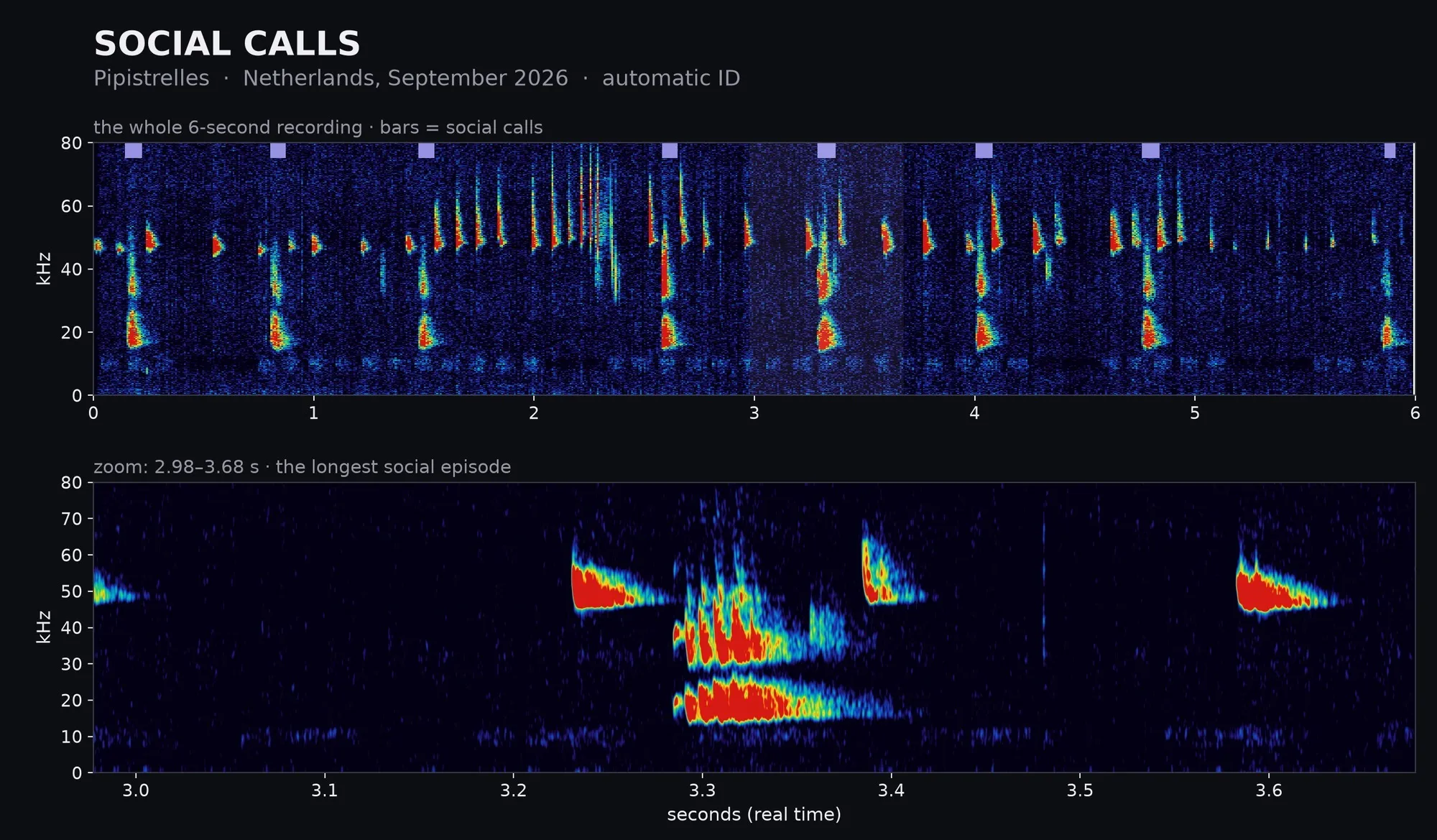 Spectrogram: Pipistrelles: a feeding buzz and social calls, Netherlands · September 2026