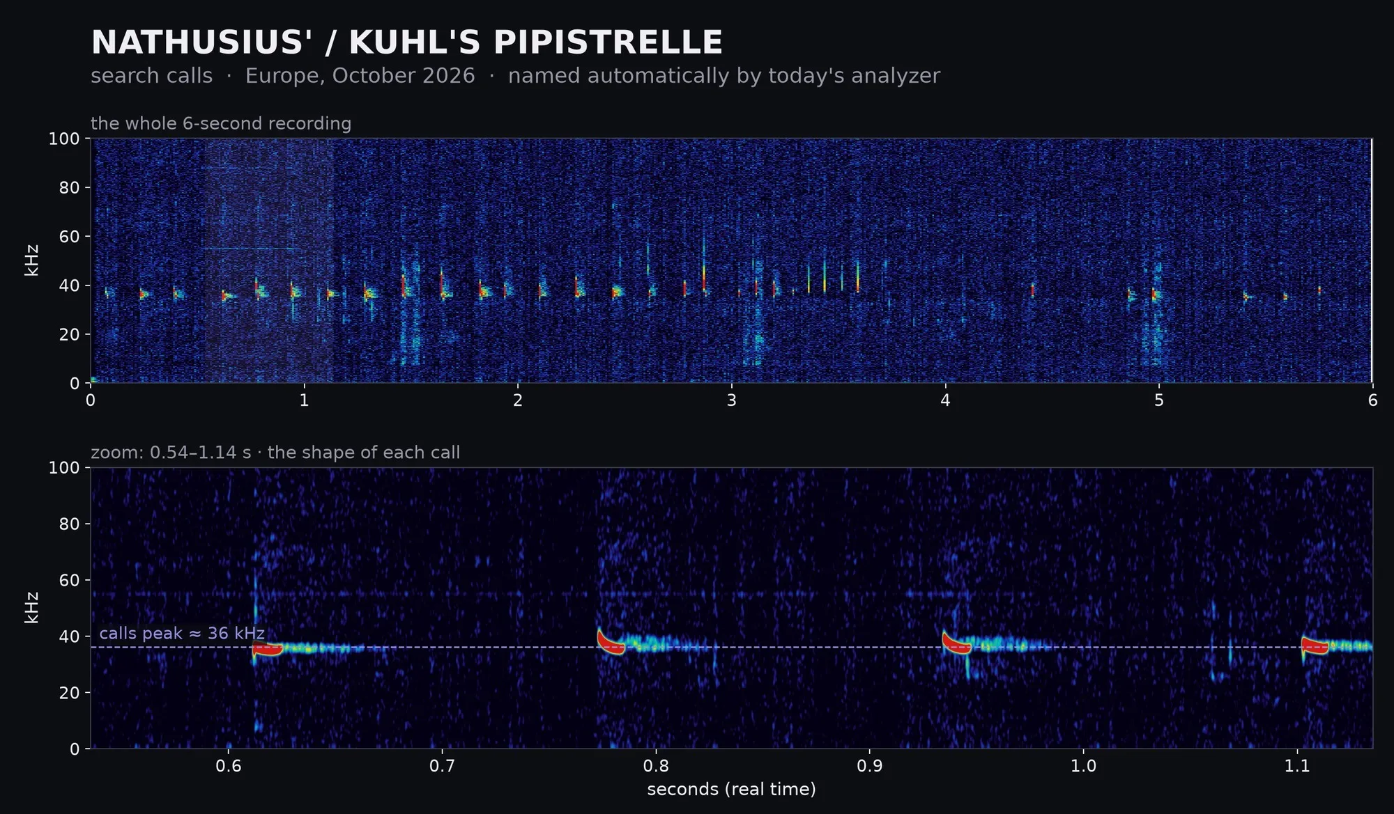 Spectrogram: Nathusius' / Kuhl's Pipistrelle, Europe · October 2026