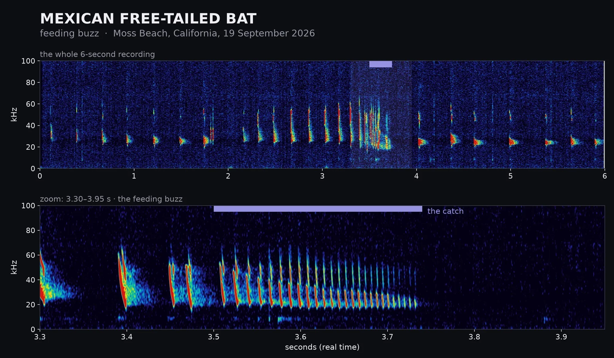 Spectrogram: Mexican Free-tailed Bat: feeding buzz, Moss Beach, California · 19 September 2026