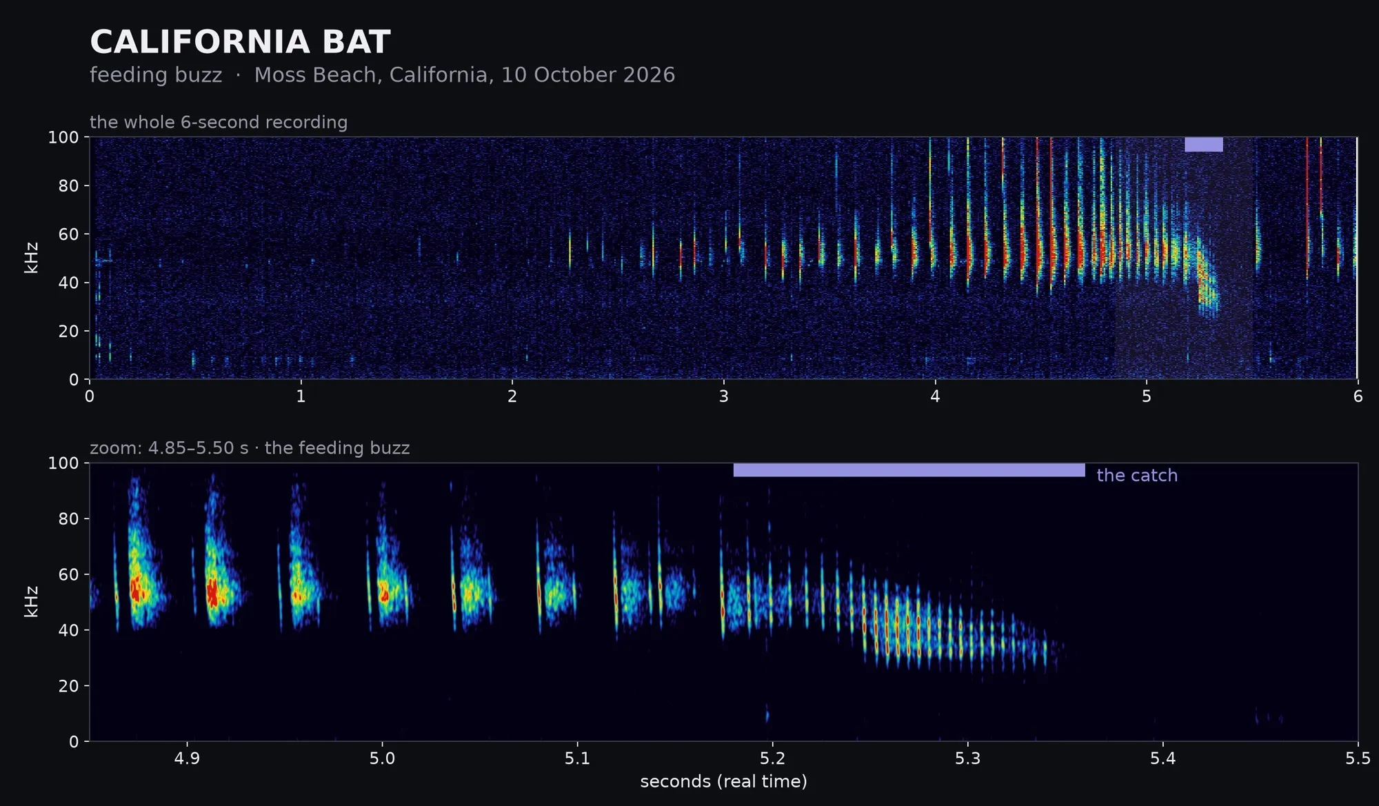 Spectrogram: California Bat: feeding buzz, Moss Beach, California · 10 October 2026